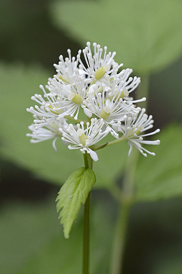 Actaea spicata / Barba di capra